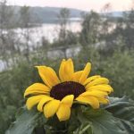 A flower in norway